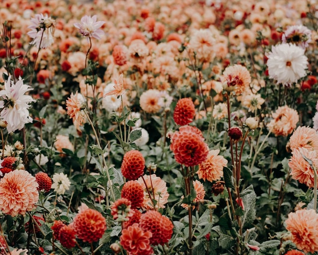 A field of dahlias with orange and white flowers in Australia.