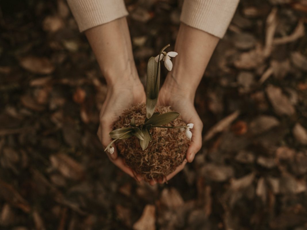 A woman's hands delicately cradle a snowdrop plant, possibly to make her own essential oil blends.