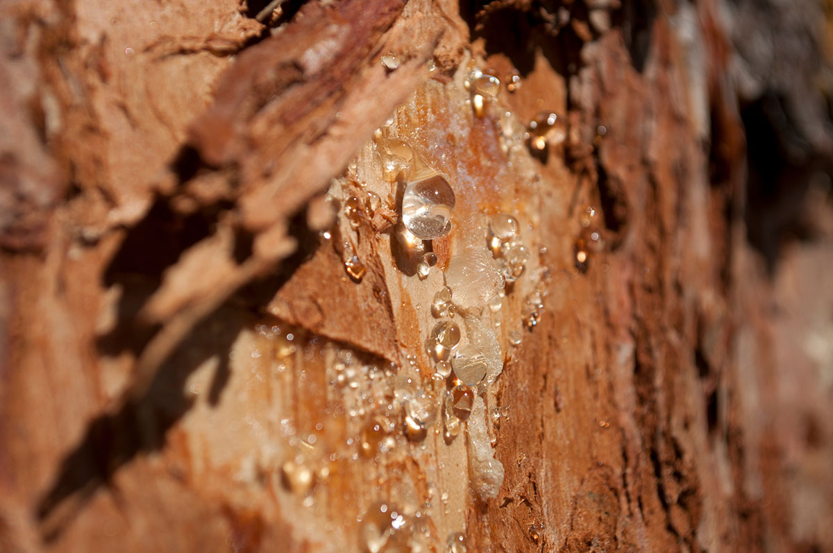 Water droplets on the bark of a tree glisten in the sunlight.
