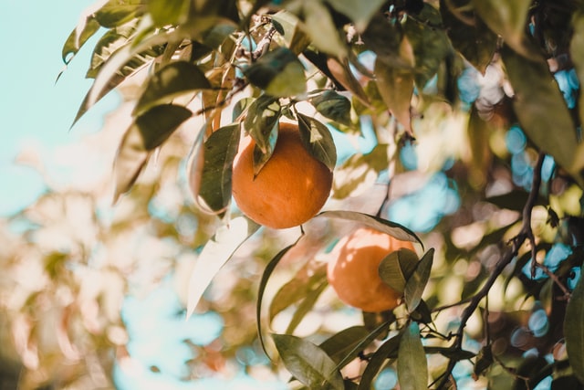 Ripe apricots hanging from a tree, their sweet fragrance filling the air.
