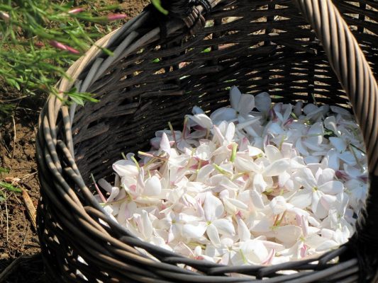 A wicker basket filled with Organic Jasmine Touch Essential Oil Roll On and white flowers.