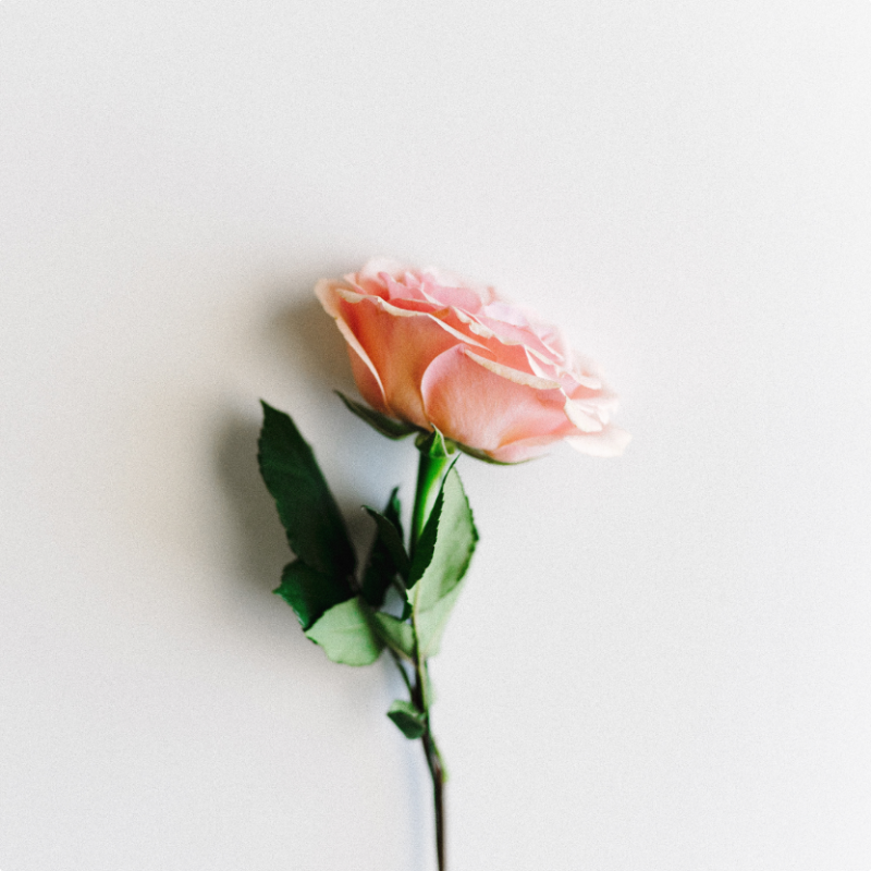 A single pink rose with green leaves stands against a plain, light-colored background. The Rose Fragrance Oil | Perfume Oil – 100% Pure is positioned slightly off-center, infused with the essence of rose oil, displaying its delicate petals and stem clearly.