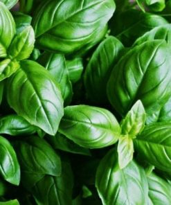 Basil Essential Oil Antibacterial - 15ml leaves and rose oil on a wooden surface.