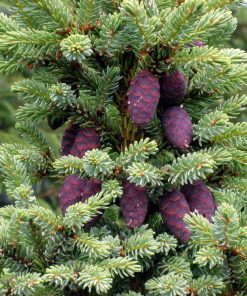 Conifer branches with a cluster of purple pine cones amidst green needles, capturing the essence of Organic Black Spruce Essential Oil - 5ml.