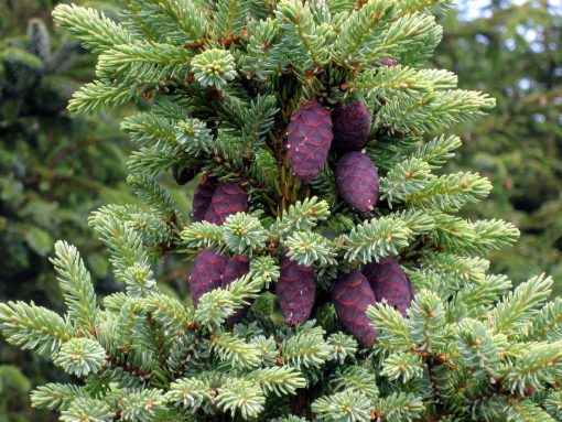 Conifer branches with a cluster of purple pine cones amidst green needles, capturing the essence of Organic Black Spruce Essential Oil - 5ml.