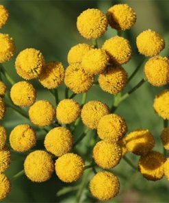 A close-up image of bright yellow tansy flowers in full bloom, often used in Blue Tansy Essential Oil products, with a blurred green background.