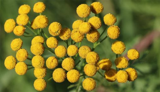 A close-up image of bright yellow tansy flowers in full bloom, often used in Blue Tansy Essential Oil products, with a blurred green background.