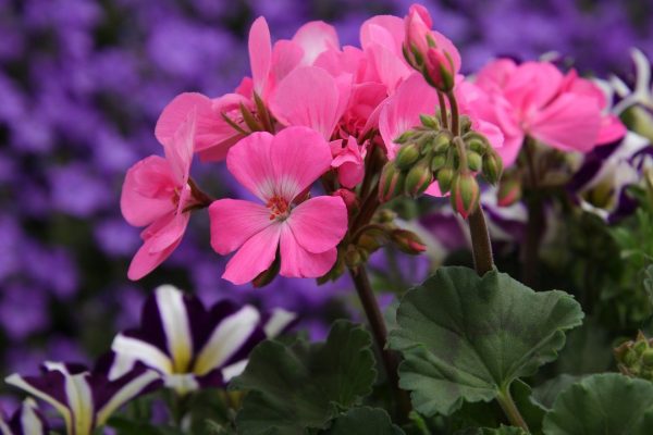 Pure Geranium Essential Oil For Skin 15ml complementing purple flowers create a vibrant garden scene.
