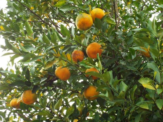 Several Natural Citrus Bergamot hanging from a tree.
