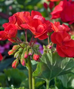 A cluster of bright red geranium flowers blooming, imbued with EarthSun Essentials' Pure Geranium Essential Oil For Skin 15ml, with several unopened buds and green leaves.