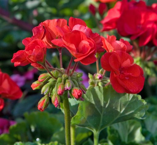 A cluster of bright red geranium flowers blooming, imbued with EarthSun Essentials' Pure Geranium Essential Oil For Skin 15ml, with several unopened buds and green leaves.