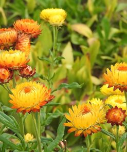 A cluster of vibrant yellow and orange strawflowers blooming amongst green foliage, scented with Helichrysum Essential Oil.