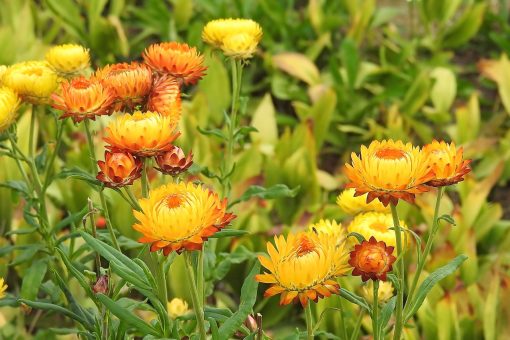 A cluster of vibrant yellow and orange strawflowers blooming amongst green foliage, scented with Helichrysum Essential Oil.