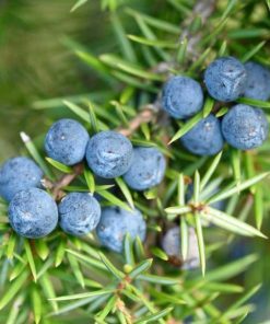 Juniper Berry 100% Pure Essential Oil 5ml clinging to a branch with needle-like leaves, embodying the essence of Earthsun Essentials.
