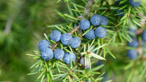 Juniper Berry 100% Pure Essential Oil 5ml clinging to a branch with needle-like leaves, embodying the essence of Earthsun Essentials.