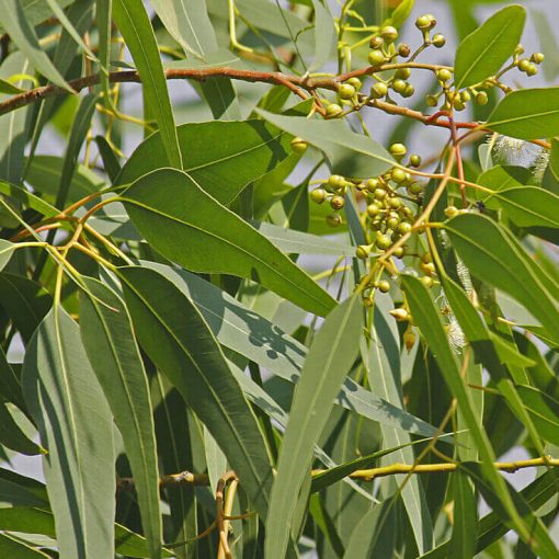 Lemon Scented Gum leaves and clusters of unripe Lemon Eucalyptus seeds from EarthSun Essentials, against a soft-focus background.