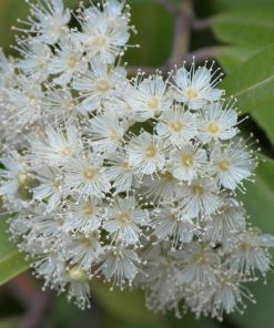 Cluster of white flowers with prominent stamens against a backdrop of green leaves, exuding an aroma reminiscent of Organic White Lemon Myrtle Essential Oil - 5ml.