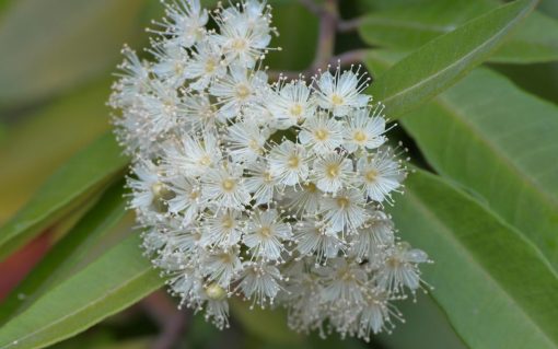 Cluster of white flowers with prominent stamens against a backdrop of green leaves, exuding an aroma reminiscent of Organic White Lemon Myrtle Essential Oil - 5ml.