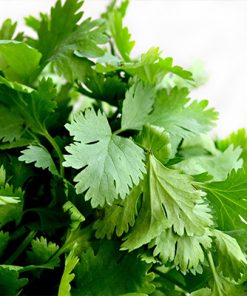 Close-up of fresh, green cilantro leaves (Coriandrum Sativum) against a white background. The leaves are bright and vibrant, showcasing detailed texture.