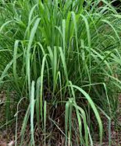 A dense clump of tall, green grass with slender blades, resembling Organic Citronella Essential Oil - 15ml, growing in a natural setting with a blurred background of similar greenery.