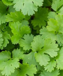 Lush organic coriander essential oil close-up, featuring vibrant green colors and detailed leaf textures, indicative of healthy, fresh herbs.