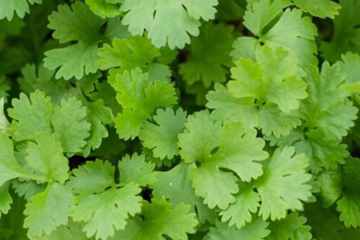 Lush organic coriander essential oil close-up, featuring vibrant green colors and detailed leaf textures, indicative of healthy, fresh herbs.