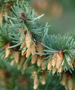 Close-up of a Douglas Fir branch showing sharp, green needles and clusters of small, light brown cones against a softly blurred green background.