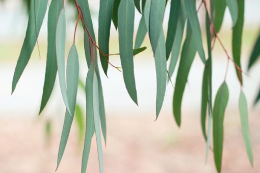 Close-up of 100% Pure Eucalyptus Oil- 15 ml leaves hanging gracefully with a softly blurred background, highlighting the slender, pointed shape of the green foliage.