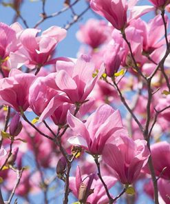 Vibrant pink magnolia blossoms in full bloom, captured in 10 mL of Magnolia Touch Essential Oil - Roll On, with petals open wide against a backdrop of a clear blue sky.