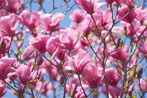 Vibrant pink magnolia blossoms in full bloom, captured in 10 mL of Magnolia Touch Essential Oil - Roll On, with petals open wide against a backdrop of a clear blue sky.