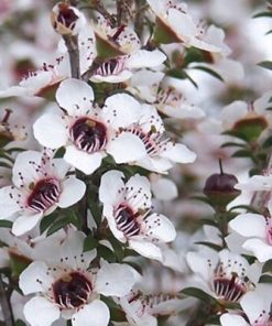 White flowers with purple spots and exposed yellow stamens on thin branches, infused with the essence of Manuka Premium Oil For Skin, set against a soft-focus background.