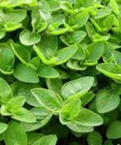 A dense cluster of Marjoram Pure & Natural Essential Oil Origanum Majorana- 15 ml plants with vibrant, fresh leaves, covering the entire frame.