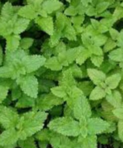 A close-up view of a dense cluster of fresh green Melissa Lemon Balm leaves, covering the frame with a vibrant texture of serrated leaf edges, ideal for distilling into pure Melissa Lemon Balm essential oil.
