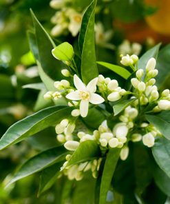 White blossoms and buds on an orange tree, with ripe oranges partially visible in the blurred green background. The sunlight highlights the Neroli Touch Essential Oil-scented leaves and flowers - 10 mL Roll On.