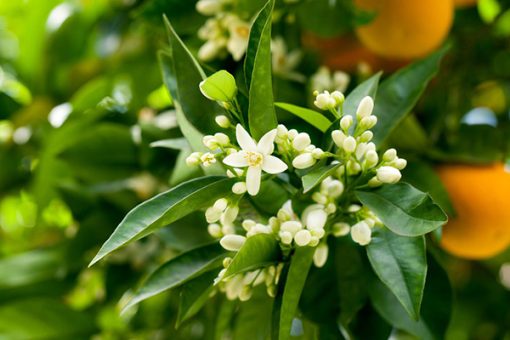 White blossoms and buds on an orange tree, with ripe oranges partially visible in the blurred green background. The sunlight highlights the Neroli Touch Essential Oil-scented leaves and flowers - 10 mL Roll On.