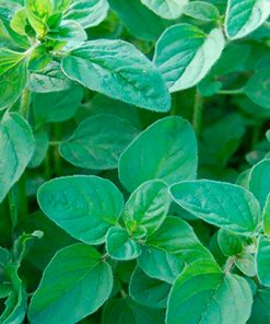 Lush green oregano plants, closely packed, showing dense foliage with vibrant green leaves in natural light, perfect for distilling Oregano Origanum Essential Oil - 15 ml.