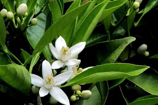 100% Pure Petitgrain Essential Oil white orange blossom flowers with green leaves and unopened buds, highlighted against a dark background. The flowers have prominent yellow stamens.