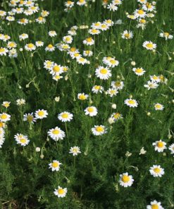 A field of white Roman Chamomile Aroma Oil flowers with yellow centers surrounded by green foliage, under natural light.