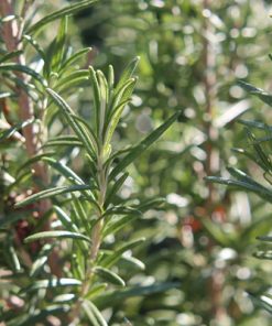 Close-up of fresh rosemary branches with narrow, needle-like leaves, highlighted by sunlight, ideal for deriving Pure Rosemary Essential Refreshing Oil for Hair Skin and Nails - 15 Ml, with a blurred background of similar foliage.