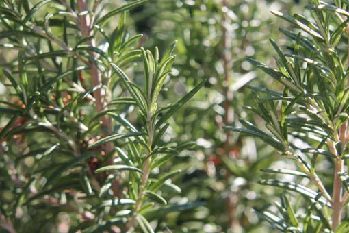 Close-up of fresh rosemary branches with narrow, needle-like leaves, highlighted by sunlight, ideal for deriving Pure Rosemary Essential Refreshing Oil for Hair Skin and Nails - 15 Ml, with a blurred background of similar foliage.