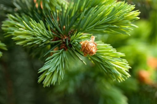 Close-up of a pine branch featuring sharp, green needles and a small, brown pine cone, highlighted by soft, natural lighting and the aromatic essence of Siberian Fir Aromatic Essential Oil For Soothing Comfort- 15 mL.