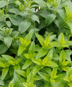 A close-up view of a dense patch of vibrant green Spearmint Essential Oil plants, showing detailed textures of the leaves in natural light. Premium Quality Oil - 15 ml