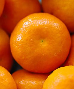 Close-up image of several bright orange Tangerine Essential Oil with textured skins, some water droplets visible, arranged tightly together, filling the frame.