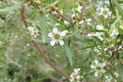 White five-petaled flowers and buds on a shrub with narrow green leaves, set against a dense backdrop of similar foliage, exuding the wellness benefits of Tea Tree Essential Oil - 100% Pure & Natural For Wellness Benefits.