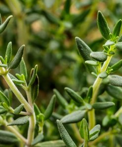 Close-up of Thyme Essential Oil with green leaves, focusing on texture and natural color, ideal for skin & hair care, set against a blurred background of other greenery.