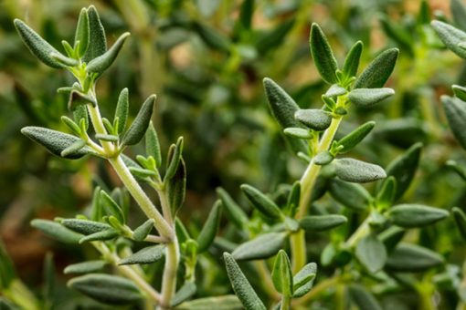 Close-up of Thyme Essential Oil with green leaves, focusing on texture and natural color, ideal for skin & hair care, set against a blurred background of other greenery.