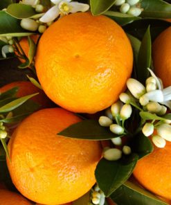 Sentence with product name: A close-up of Wild Orange Essential Oil with vibrant green leaves and white blossoms, displaying a natural and colorful arrangement of citrus fruit and flora, perfect for skin therapy applications.