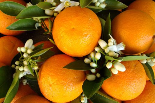 Sentence with product name: A close-up of Wild Orange Essential Oil with vibrant green leaves and white blossoms, displaying a natural and colorful arrangement of citrus fruit and flora, perfect for skin therapy applications.