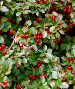 A dense cluster of glossy green leaves interspersed with bright red berries exudes the essence of Wintergreen Oil. The foliage appears lush and vibrant, highlighting the contrast between the green leaves and red fruit.