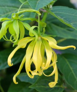 Close-up of a Ylang Ylang Essential Oil flower with its distinctive long, greenish-yellow petals hanging amidst large green leaves, embodying the essence of 100% pure natural Ylang Ylang Essential Oil | 100% Pure Natural for Aromatherapy - 15 ml